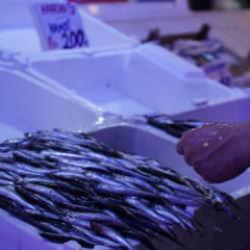 Ucuz hamsiye veda zamanı! Hamsi rotayı değiştirdi