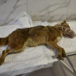 Samsun'da &ouml;l&uuml;mc&uuml;l vir&uuml;s paniği: Hastalıklı &ccedil;akal tedavi ediliyor