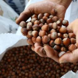 Fındıkta b&uuml;y&uuml;k hareketlilik! İşte borsadaki son durum!