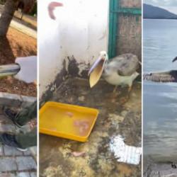 Ak pelikan doğaya d&ouml;nd&uuml;