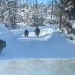 G&ouml;ren telefonuna sarıldı! Kış uykusuna yatmadılar, aile boyu gezmeye &ccedil;ıktılar!