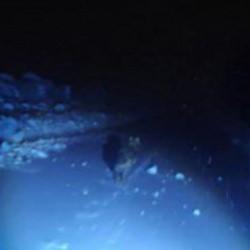 Muş'ta kurt saldırısı! Canını b&ouml;yle kurtardı: Panik anlar kamerada 