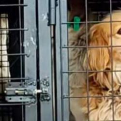 İyilik bahane vurgun şahane: Nevşehir'de hayvan ka&ccedil;ak&ccedil;ılığı iddiası!