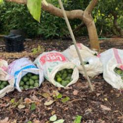 Antalya'da avokado vurgunu yarıda kaldı: 3 ş&uuml;pheli yakalandı