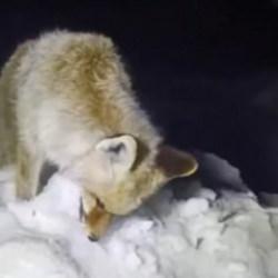 Hakkari'de hareketsiz tilkiye yaklaşan k&ouml;yl&uuml; acı manzarayla karşılaştı