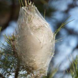 Samsun'da korkutan manzara! Ormanları istila ettiler... 