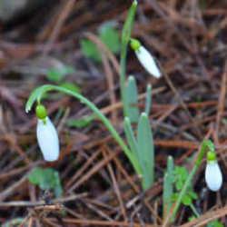 Aman dikkat! Koparana ocak s&ouml;nd&uuml;ren ceza verilen &ccedil;i&ccedil;ek Manisa'da a&ccedil;tı