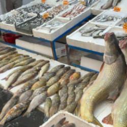 Balık değil dev sanki: Tanesi, tam altından pahalı! 