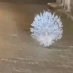 Aydın'da da g&ouml;r&uuml;ld&uuml;: Afrika ve Akdeniz'in en tehlikeli hayvanları arasında