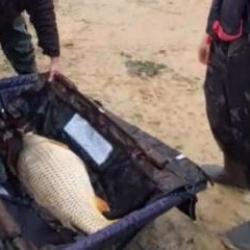 İstanbul'da yakaladıkları dev balığı suya bırakıp bir de isim verdiler!