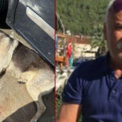 Muğla'da tavuklarını yiyen 2 k&ouml;peği &ouml;ld&uuml;ren şahıs tutuklandı 