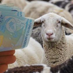 K&uuml;&ccedil;&uuml;kbaş hayvan desteği ne zaman verilecek? Takvim a&ccedil;ıklandı!