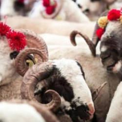  Kurban Bayramı tarihi 2026 | Kurban Bayramı tatili ka&ccedil; g&uuml;n olacak?