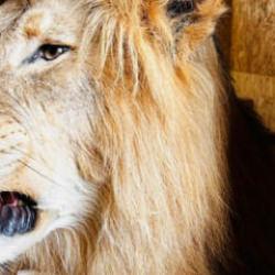 Trabzon'da 19 yaban hayvanı trofesi ele ge&ccedil;irildi