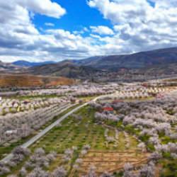Darende'de kayısı ağa&ccedil;larının &ccedil;i&ccedil;ek a&ccedil;masıyla bah&ccedil;eler beyaza b&uuml;r&uuml;nd&uuml;