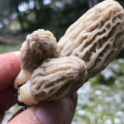 Kırmızı eti solladı: Kilogramı bin 500 lira! Doğada kendiliğinden yetişiyor 