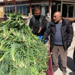 Doğada kendiliğinden yetişiyor! Kilogramı 100 TL 