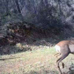 Fotokapan &ouml;yle bir g&ouml;r&uuml;nt&uuml; kaydetti ki! Renkli anlar tekrar tekrar oynatıldı 