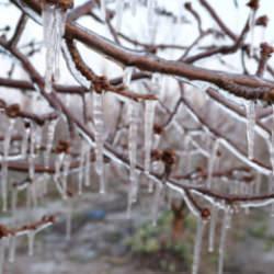 Kayserili &ccedil;ift&ccedil;inin zirai dona karşı ilgin&ccedil; &ccedil;&ouml;z&uuml;m&uuml;: 4 bin ağacını dondurdu 