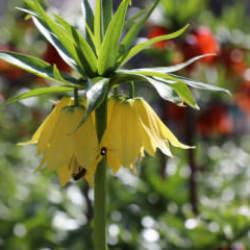 Cezayı duyan ger&ccedil;ekliğinden ş&uuml;phe ediyor! İşte g&ouml;r&uuml;nt&uuml;s&uuml;yle mest eden ters laleler 