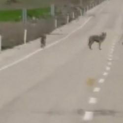 Erzincan'da kurtlar yolda cirit attı! Vatandaşın tepkisi kamerada