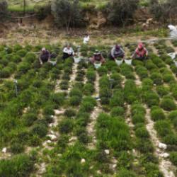 Kilogramı 400 TL'ye dayandı! &Ccedil;ift&ccedil;inin y&uuml;z&uuml;n&uuml; g&uuml;ld&uuml;re hasat