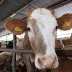 Kurban Bayramı &ouml;ncesi kritik karar! Kurallar tek tek a&ccedil;ıklandı, cezalar belli oldu