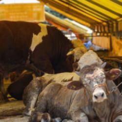 Kurbanlıklar g&ouml;r&uuml;c&uuml;ye &ccedil;ıktı! İşte kurbanlık fiyatları