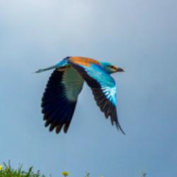 Adıyaman'da g&ouml;kkuzgun g&ouml;r&uuml;nt&uuml;lendi