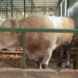 Bursalı besicinin tonluk boğayı sattığı fiyat şoke etti 