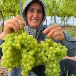 Mersin'de &uuml;reticinin y&uuml;z&uuml;nde g&uuml;ller a&ccedil;tıran hasat: Kilogramı 600 lira
