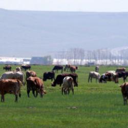 Kurbanlıkta yeni dolandırıcılık y&ouml;ntemi: Fotoğrafla tuzak kuruyorlar