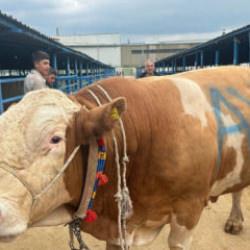Kurban pazarının şampiyonu: 650 kilogram kemiksiz et vermesi bekleniyor! İşte fiyatı 