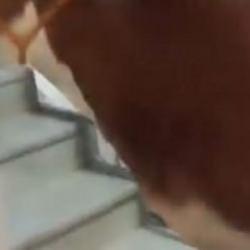 Kurbanlık boğa merdivenlerden &ccedil;ıkarıldı, terasta kesildi