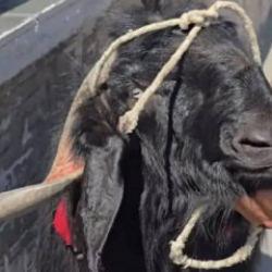 Tam tamına 70 kilo! Dev ke&ccedil;iye verilen rakam dudak u&ccedil;uklattı