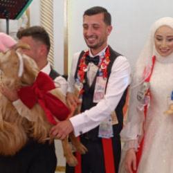 Trabzon'da takı olmak istemeyen ke&ccedil;i direndi! Kahkaha attıran olay kamerada