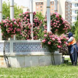 Konya B&uuml;y&uuml;kşehir, cadde ve parkları &ccedil;i&ccedil;eklerle donattı 