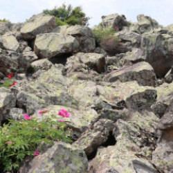Kayaların arasındaki hazine! Erciyes Dağı eteklerinde ayı g&uuml;l&uuml; heyecanı