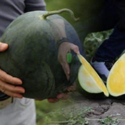 Adana'da &uuml;retildi! Ortadan yaran kelek sanıyor