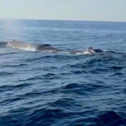 Alanya a&ccedil;ıklarında g&ouml;r&uuml;nt&uuml;lenen balina herkesi şaşırttı