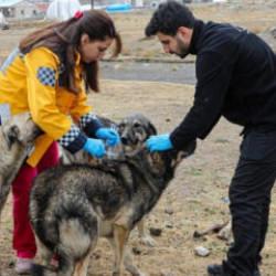 Van'da kuduz alarmı! 7 mahalle karantinaya alındı