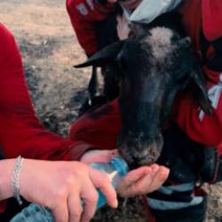Yeşil Vatan i&ccedil;in 28 bin personel ve y&uuml;z binlerce g&ouml;n&uuml;ll&uuml; sahada g&ouml;revde