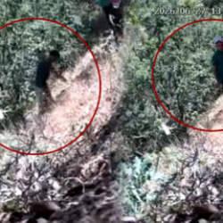  CHP'li belediye başkanı ve oğlu kenevir ekerken foto kapana yakalandı