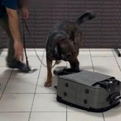 Batman'da akıl dışı sevkiyat dedekt&ouml;r k&ouml;pek Mailo'ya takıldı
