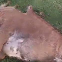 G&uuml;m&uuml;şhane'de canavar saldırısı! D&uuml;veyi par&ccedil;aladı 