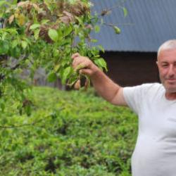 Vampir kelebek ve kahverengi kokarcanın ardından Doğu Karadeniz&rsquo;de yeni alarm!