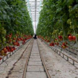 İzmir Dikili&rsquo;de dev sera hamlesi! Yıllık 80 bin ton &uuml;retim, 3 bin 500 kişiye istihdam