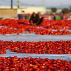 T&uuml;rkiye&rsquo;de kurutuluyor, d&uuml;nyada baş tacı ediliyor! 91 &uuml;lkenin vazge&ccedil;ilmezi oldu
