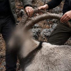 Pa&ccedil;ayı yırttım sanan ka&ccedil;ak avcılar 6 yıl sonra enselendi! Bakanlık paylaştı 