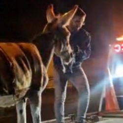 Ankara'da şoke eden olay! Protokol Yolu'na &ccedil;ıkan eşek otoparka &ccedil;ekildi